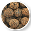 Rudraksha Suggestion